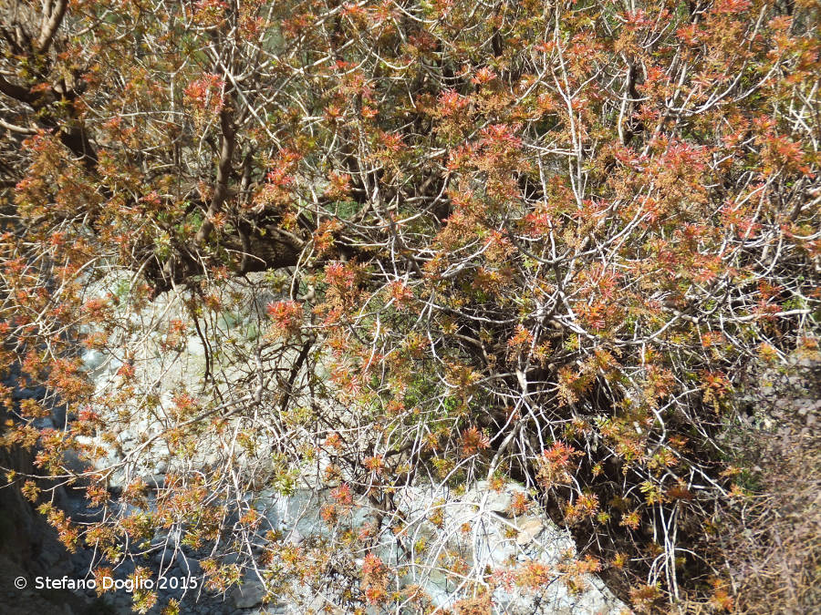 Fraxinus angustifolia vs. Fraxinus dimorpha